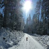 2012 Bayerischer Wald Haidel